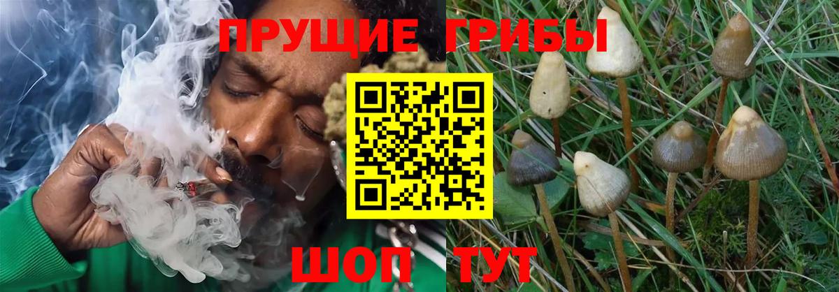 Галлюциногенные грибы Magic Shrooms  Вход с VPN  Галлюциногенные грибы ЛСД  Ростов-на-Дону 